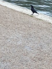 Corvus corone