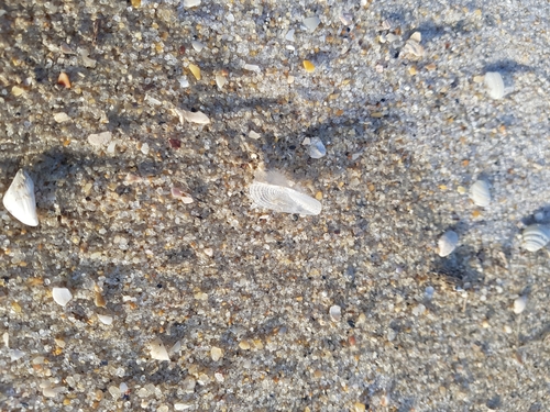 photo of By-the-wind Sailor (Velella velella)