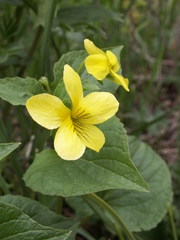 Viola acutifolia