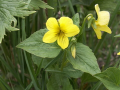 Viola acutifolia