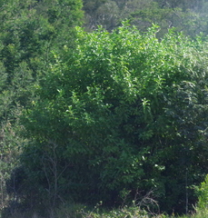 Cestrum laevigatum