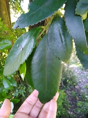 Laureliopsis philippiana