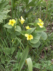 Viola acutifolia