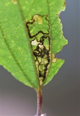Stigmella ceanothi