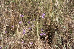 Delphinium consolida paniculatum