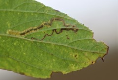 Stigmella ceanothi