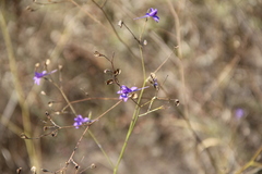 Delphinium consolida paniculatum
