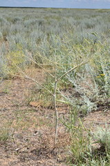 Eriosynaphe longifolia