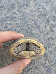 Testudo graeca buxtoni