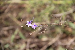 Delphinium consolida paniculatum