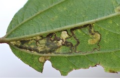 Stigmella ceanothi