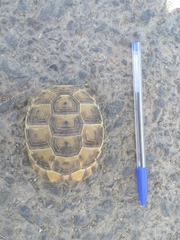 Testudo graeca buxtoni