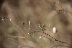 Delphinium consolida paniculatum