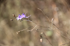 Delphinium consolida paniculatum