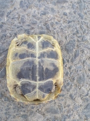 Testudo graeca buxtoni