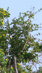 Canthium spinosum