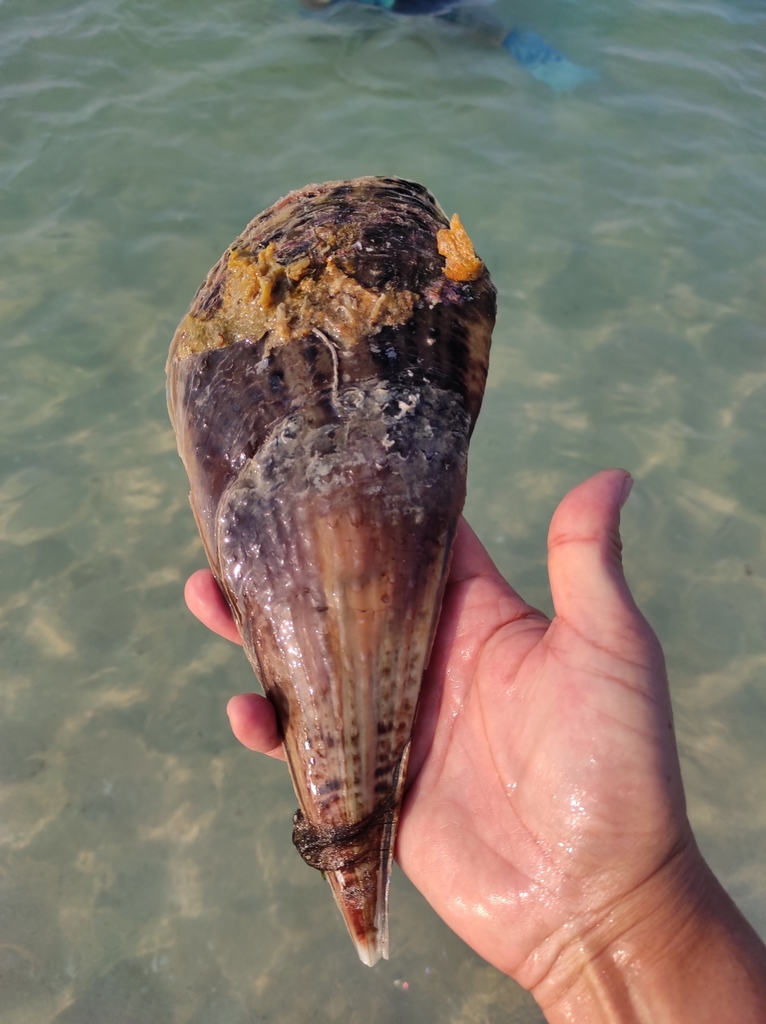 Pinna bicolor