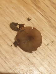 Ciboria batschiana