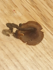 Ciboria batschiana