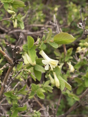 Lonicera altmannii