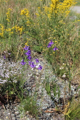 Delphinium consolida paniculatum