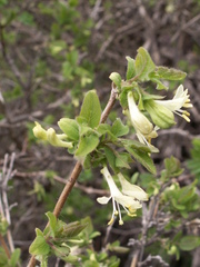Lonicera altmannii