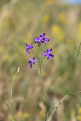 Delphinium consolida paniculatum