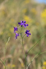 Delphinium consolida paniculatum