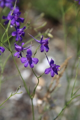 Delphinium consolida paniculatum