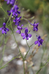 Delphinium consolida paniculatum