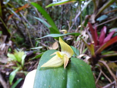 Pleurothallis siphoglossa