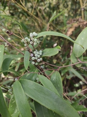 Smilax glabra