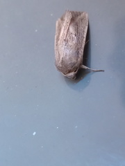 Leucania oaxacana