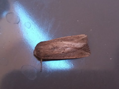 Leucania oaxacana