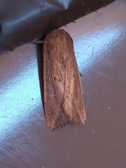 Leucania oaxacana