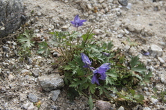 Delphinium dasycarpum