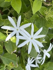 Jasminum multiflorum