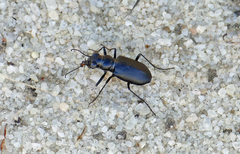 Cicindela nigrior