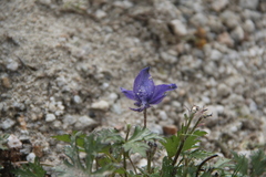 Delphinium dasycarpum