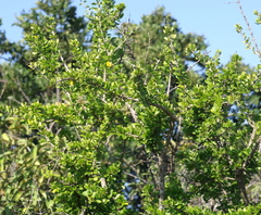 Canthium spinosum