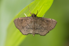 Protonoceras