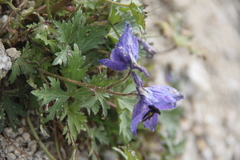 Delphinium dasycarpum