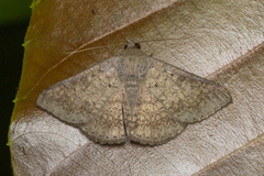 Ericeia sobria
