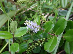 Veronica obtusata