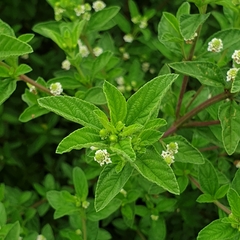 Lippia rehmannii
