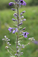 Delphinium dasycarpum