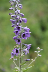 Delphinium dasycarpum
