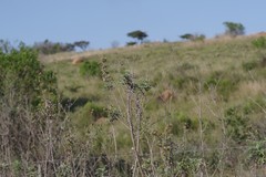Berkheya bipinnatifida