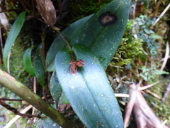 Pleurothallis matudana