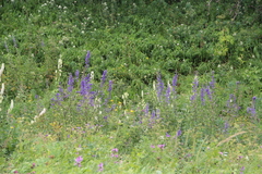 Delphinium dasycarpum